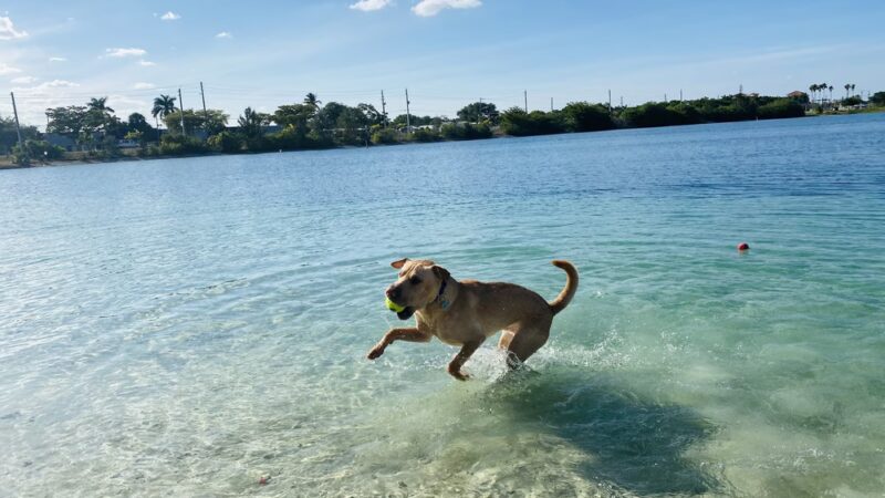 Performance Pups, Inc. - Dania Beach, FL