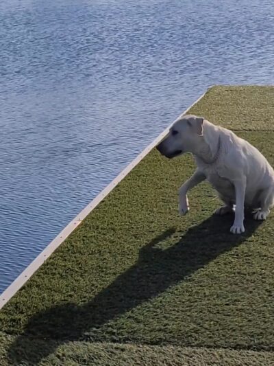 Performance Pups, Inc. - Dania Beach, FL