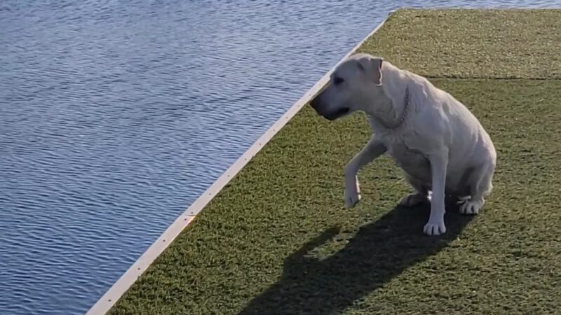 Performance Pups, Inc. - Dania Beach, FL