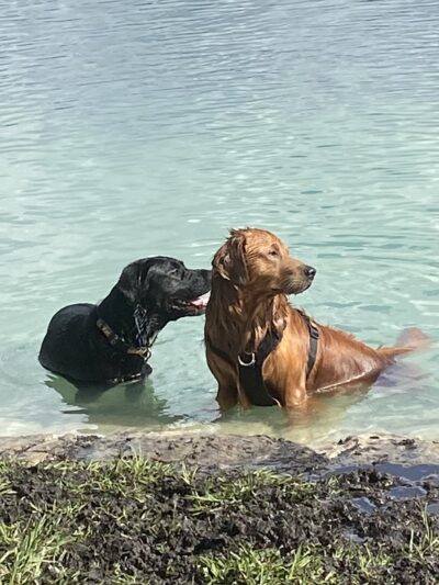 Performance Pups, Inc. - Dania Beach, FL