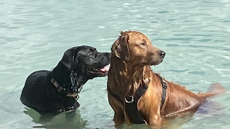 Performance Pups, Inc. - Dania Beach, FL