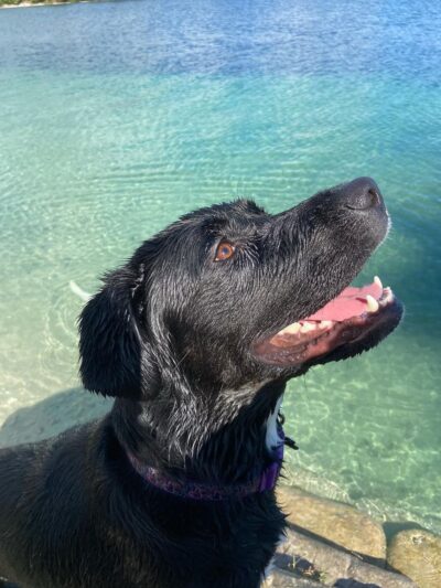 Performance Pups, Inc. - Dania Beach, FL