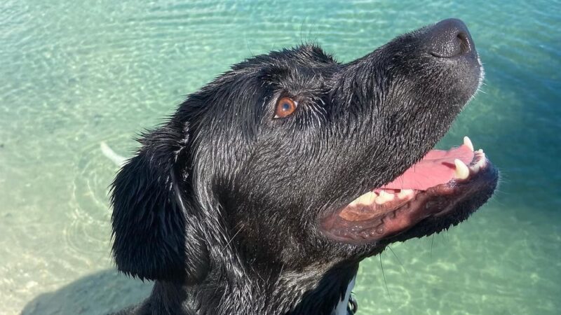 Performance Pups, Inc. - Dania Beach, FL