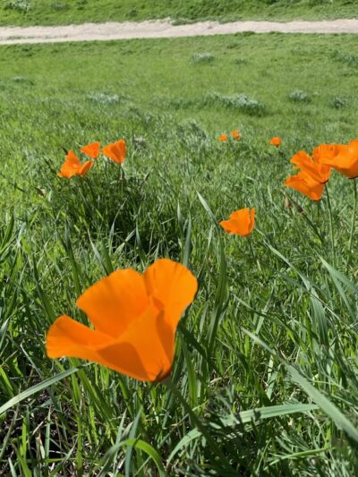 Sycamore Valley Open Space South - Danville, CA