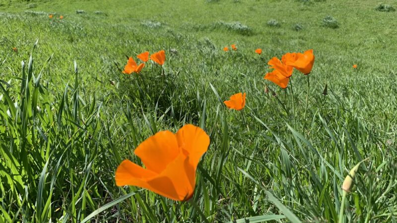 Sycamore Valley Open Space South - Danville, CA