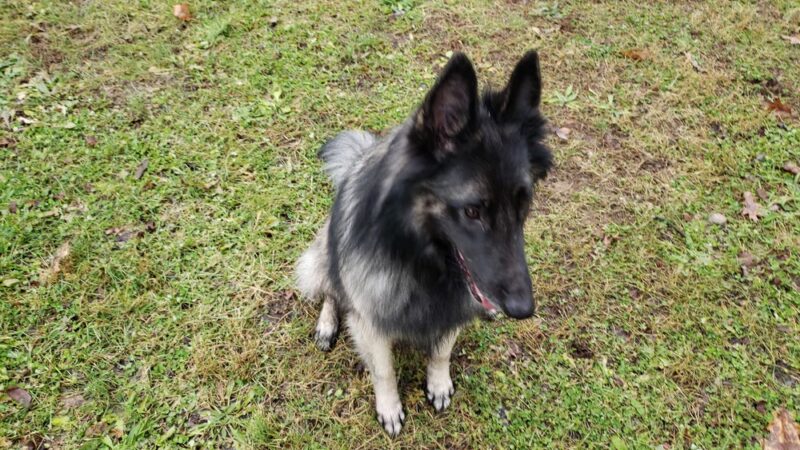Sunnybrook Park & Pool - Danville, PA