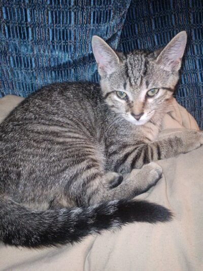 Pennsylvania SPCA Central PA Center in Danville - Danville, PA