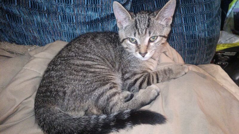 Pennsylvania SPCA Central PA Center in Danville - Danville, PA