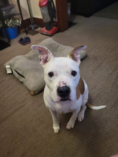 Pennsylvania SPCA Central PA Center in Danville - Danville, PA