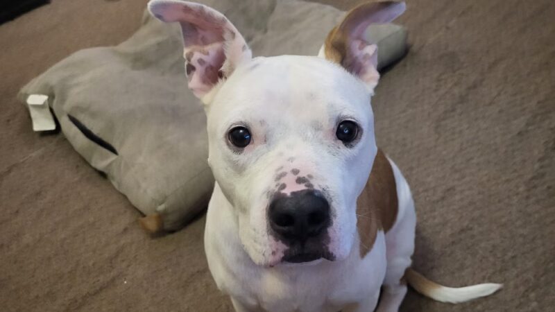 Pennsylvania SPCA Central PA Center in Danville - Danville, PA