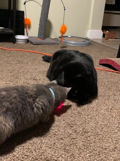 Pennsylvania SPCA Central PA Center in Danville - Danville, PA