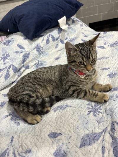 Pennsylvania SPCA Central PA Center in Danville - Danville, PA