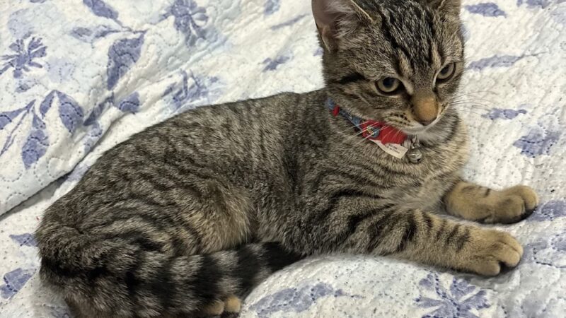 Pennsylvania SPCA Central PA Center in Danville - Danville, PA