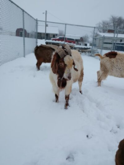 Pennsylvania SPCA Central PA Center in Danville - Danville, PA