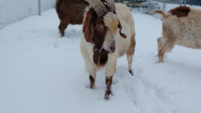 Pennsylvania SPCA Central PA Center in Danville - Danville, PA