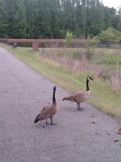 Dardanelle City Park - Dardanelle, AR