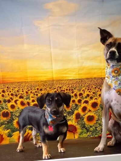 The Drool Spaw & Activity Center LLC - Darlington, PA