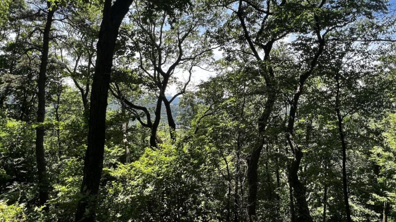 Peter's Mountain - Dauphin, PA