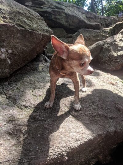 Peter's Mountain - Dauphin, PA