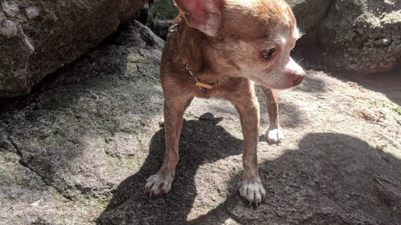 Peter's Mountain - Dauphin, PA