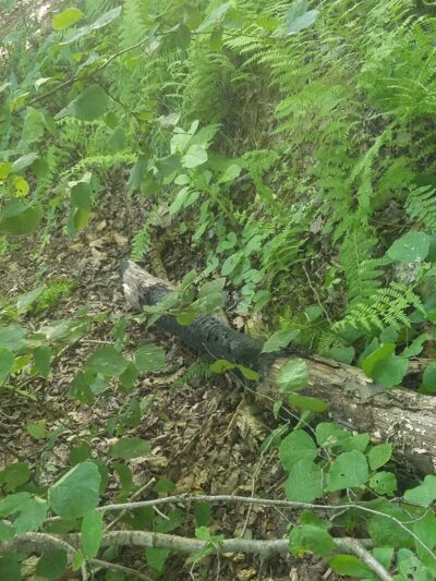 Peter's Mountain - Dauphin, PA