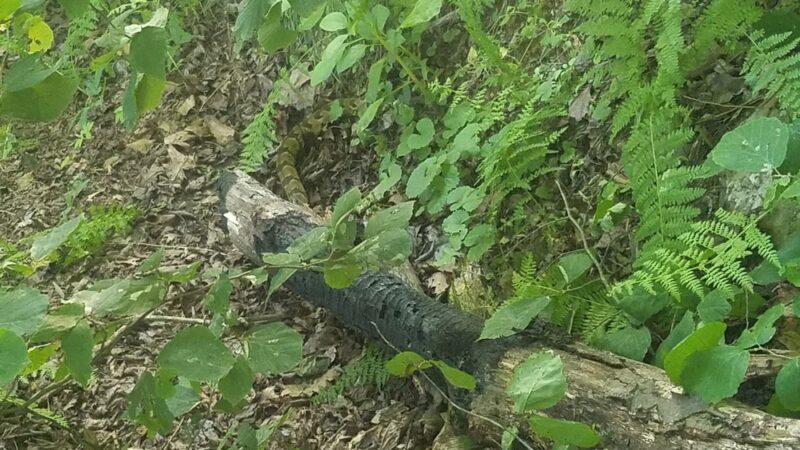 Peter's Mountain - Dauphin, PA