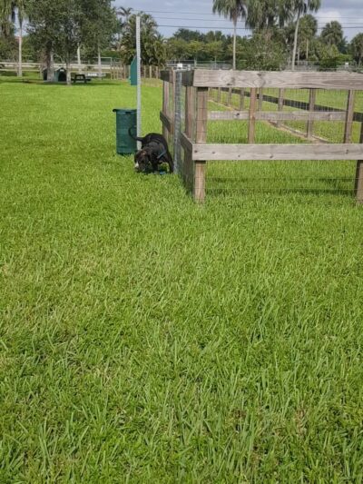 Peaceful Ridge Dog Park - Davie, FL