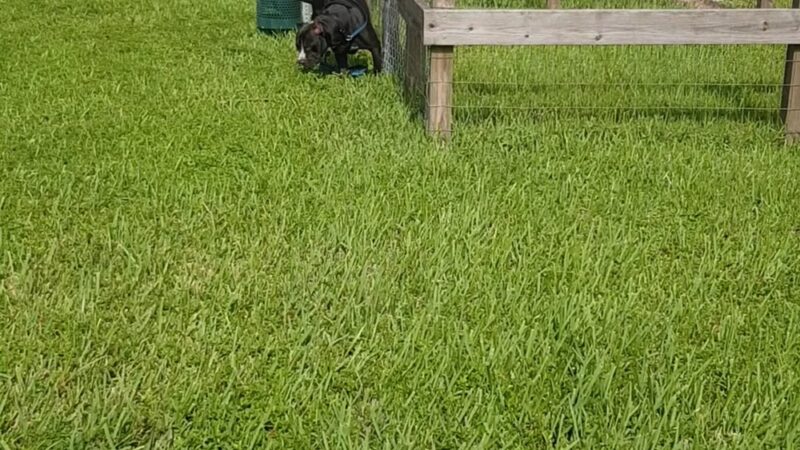 Peaceful Ridge Dog Park - Davie, FL