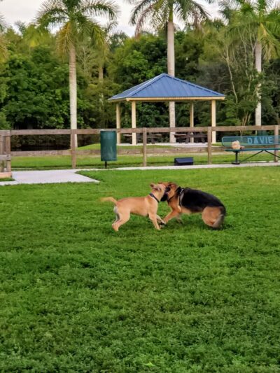 Peaceful Ridge Dog Park - Davie, FL