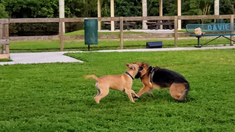 Peaceful Ridge Dog Park - Davie, FL