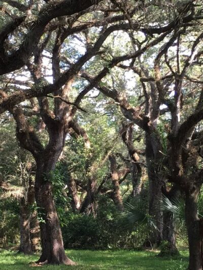 Tree Tops Park - Davie, FL