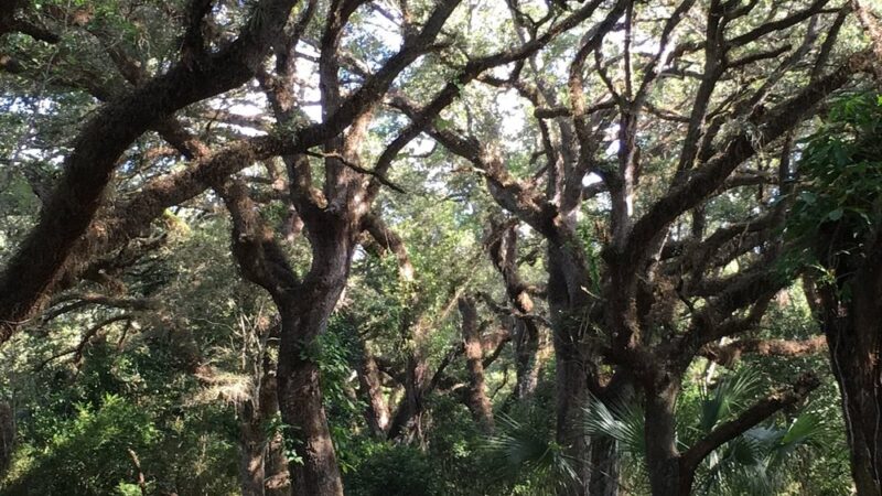 Tree Tops Park - Davie, FL