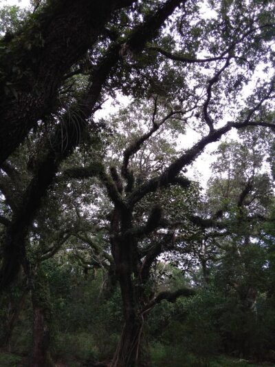 Tree Tops Park - Davie, FL