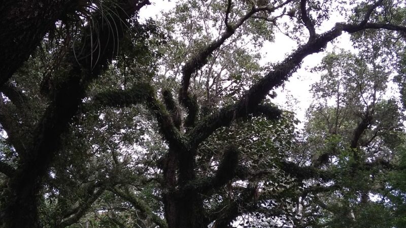 Tree Tops Park - Davie, FL