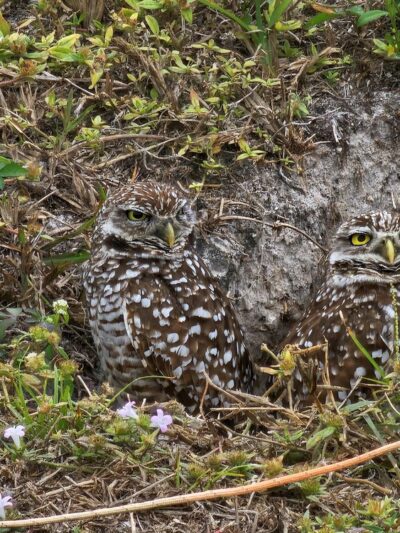 Vista View Park - Davie, FL