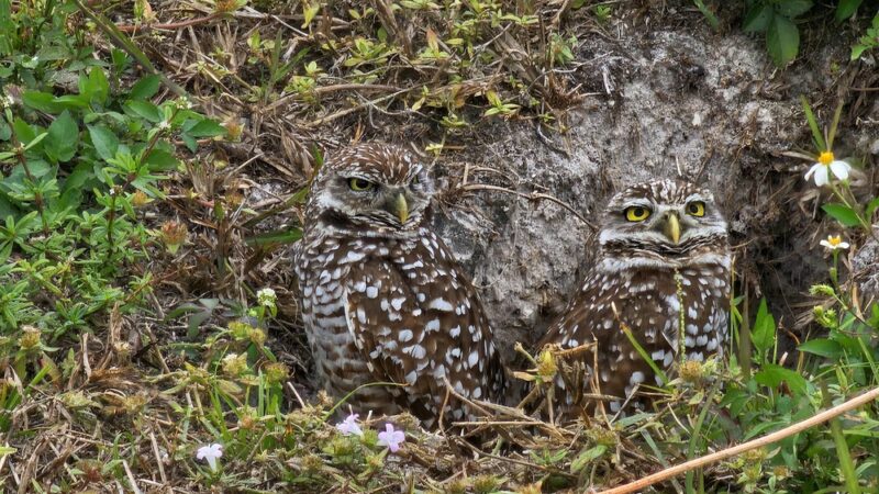 Vista View Park - Davie, FL