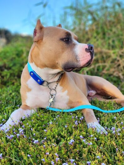 Vista View Park (Shelter 1) - Davie, FL