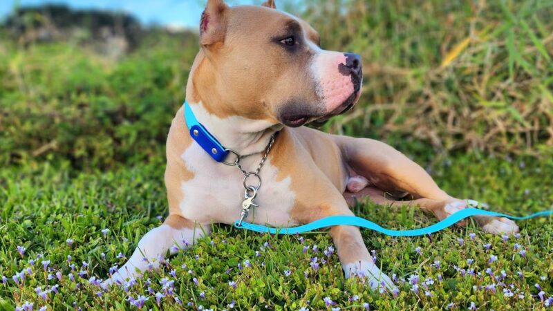 Vista View Park (Shelter 1) - Davie, FL