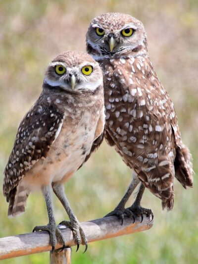 Westridge Park - Davie, FL