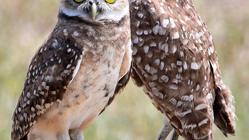 Westridge Park - Davie, FL