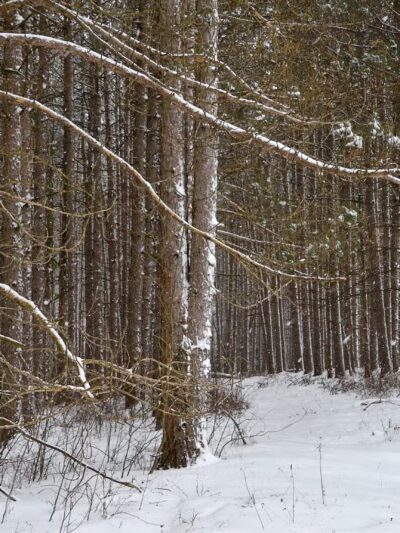 Allegheny Trail (Davis Trailhead) - Davis, WV