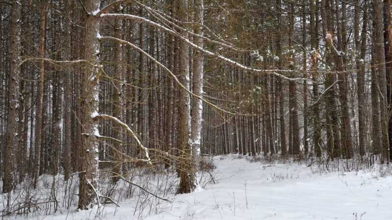 Allegheny Trail (Davis Trailhead) - Davis, WV