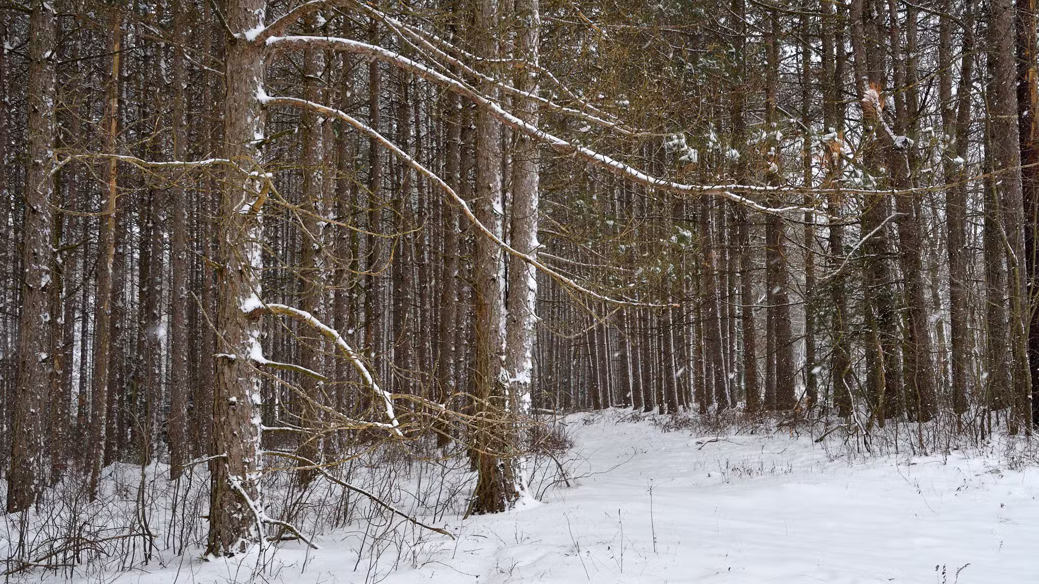 Allegheny Trail (Davis Trailhead) - Davis, WV