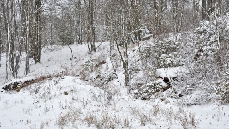 Allegheny Trail (Davis Trailhead) - Davis, WV