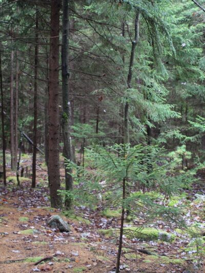 Blackbird Knob Trailhead - Davis, WV