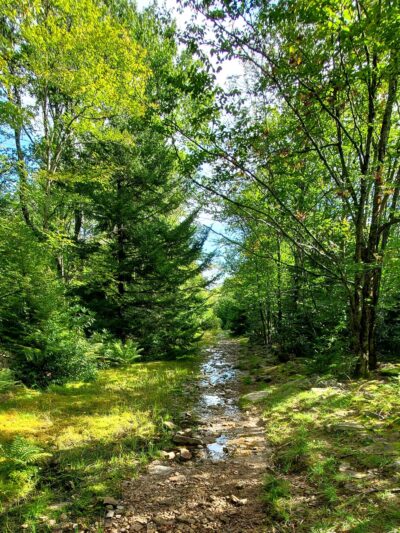 Blackbird Knob Trailhead - Davis, WV