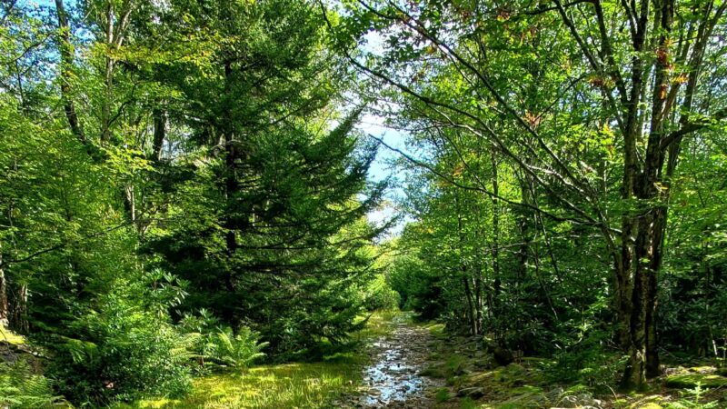 Blackbird Knob Trailhead - Davis, WV