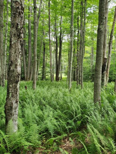 Canaan Valley National Wildlife Refuge - Davis, WV