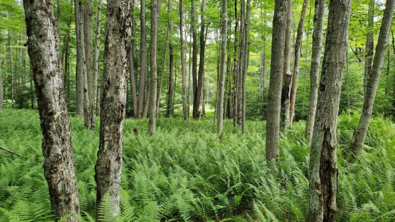 Canaan Valley National Wildlife Refuge - Davis, WV