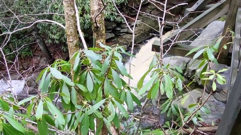 Elakala Trail - Davis, WV